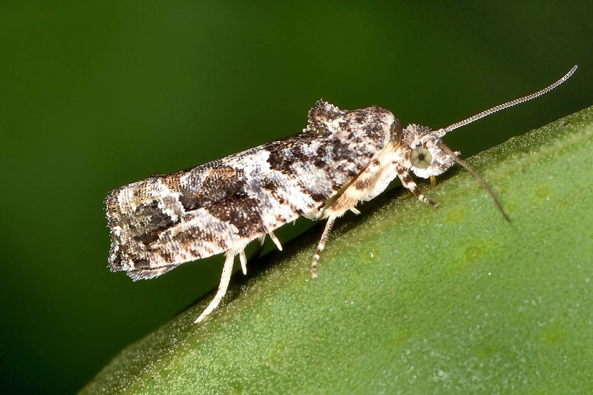 Tortricidae? S, Eudemis profundana